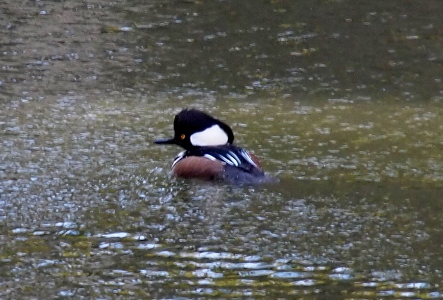 [The birds sits in the water with its beak facing to the left. The feathers on the top of its head appear ruffled. The white section of its head is wider at the base then becomes a point at the upper right similar to a spade on a deck of cards. There is a black dot visible in the yellow eye. The beak is black. The black and white stripes on its body appear to be both in the front neck and along teh back. The side feathers are brown. The water is a greenish brown.]